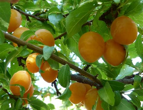 It is believed that the plum was cultivated from a wild fruit grown in anatolia. Deborah Lawrenson: Mirabelles and decadence