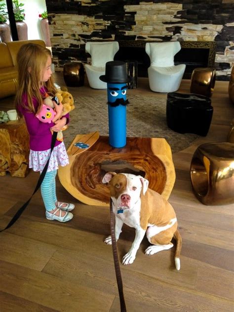 2,225 likes · 63 talking about this · 801 were here. Hotel La Jolla | Pet friendly hotels, Dog boarding near me ...