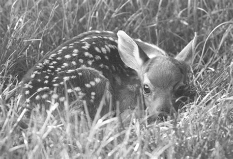 Heb je zelf een baby kleurplaat die niet op deze pagina mag ontbreken? kleurplaat Animals | Kleurplaten, Herten