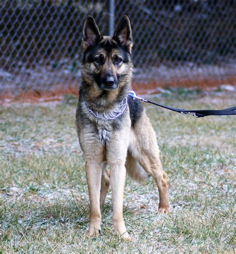 V2 ramon vom der grafschaft mark schh3, fh1. German Shepherd Dog dog for Adoption in Mt. Airy, MD. ADN-770482 on PuppyFinder.com Gender ...
