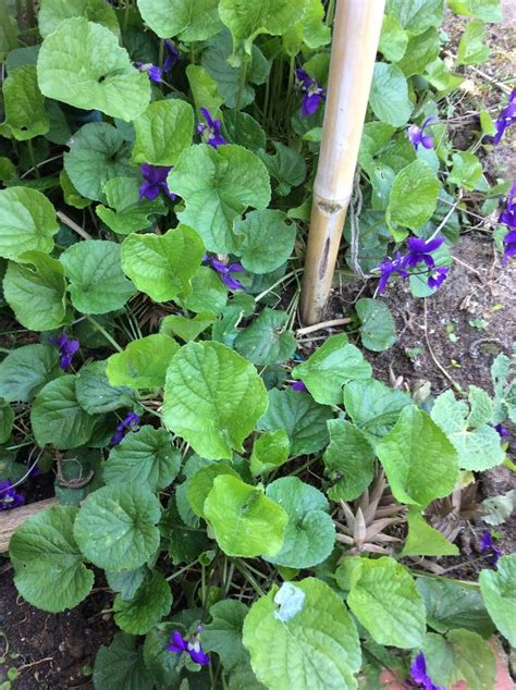 Fiori giardino orto piante da esterni piantare fiori arbusti esterno sempreverde. Violette spontanee. | Erbe selvatiche nel 2019 | Erbe ...