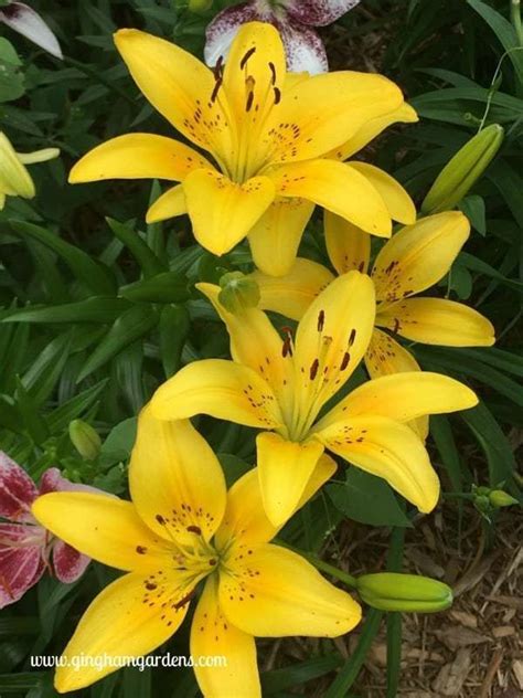 Located in the heart of long island ny. How to Grow and Care For Lilies | Easy to grow flowers ...