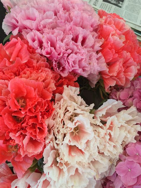 Browse the most recent port charlotte, florida obituaries and condolences. Beautiful Godetia flowers today at the Beverly Hills ...