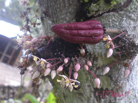 Maybe you would like to learn more about one of these? Flowering Cocoa Tree, Lanquin, Guatemala | SN/NC ...