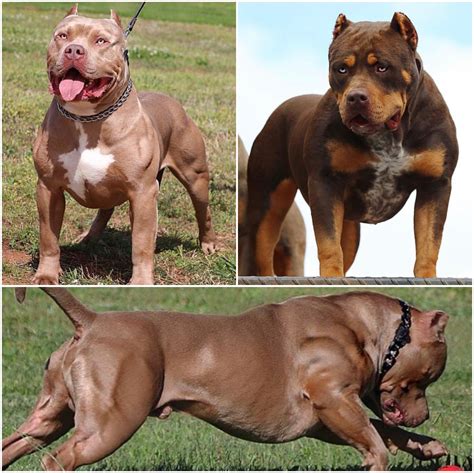 This video goes in depth into food preparation so that your puppy maximizes health and growth and maximizes after watching this video you will know if the barf diet is right for you and your puppy. American Bully Xl Puppy For Sale Uk