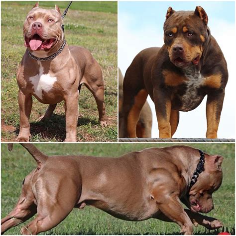 Find blue american bully puppies and dogs from a breeder near you. American Bully Pitbull Puppies For Sale Near Me