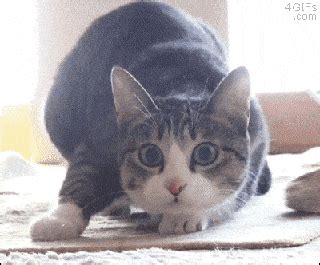 The 47 best cat gifs of all time. 20 Free Amazing Animated Cat Gifs at Best Animations