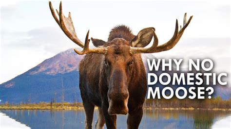 The moose population in vermont currently is at about 2500. Why Are There No Domestic Moose? - YouTube