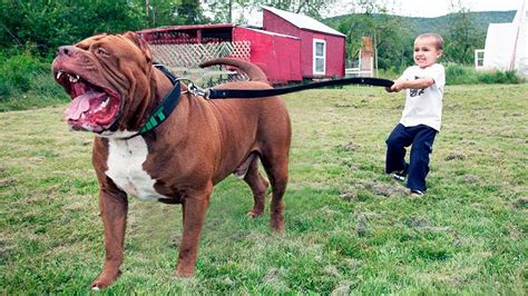 Maybe you would like to learn more about one of these? The BIGGEST PITBULL In The World - YouTube