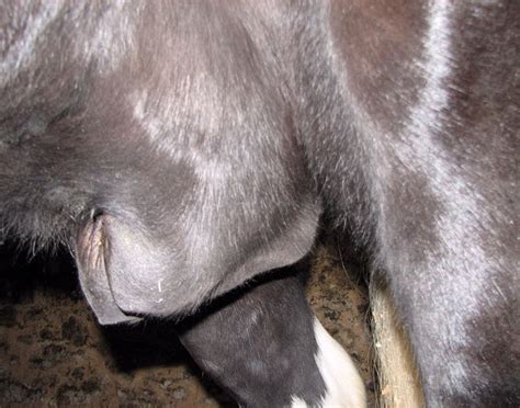 It is an enfolded skin pocket that is located on the underside of the belly, in in certain cases, beans can obstruct the flow of urine for the horse, which can be painful. Picture swollen sheath | Horses, Pictures, Sheath