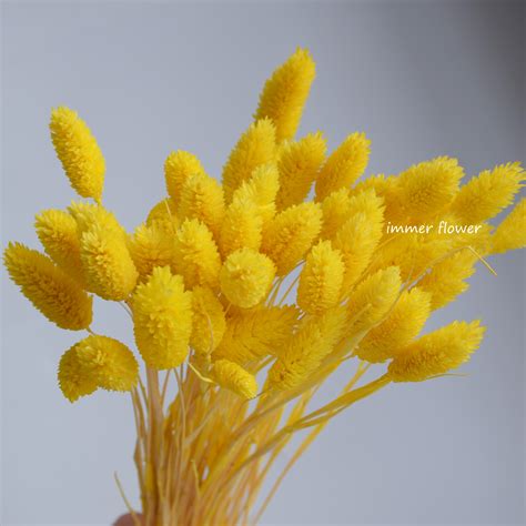 Maybe you would like to learn more about one of these? Dried Dog Tail Grass Dry Phalaris Flower Cheap Wholesale ...