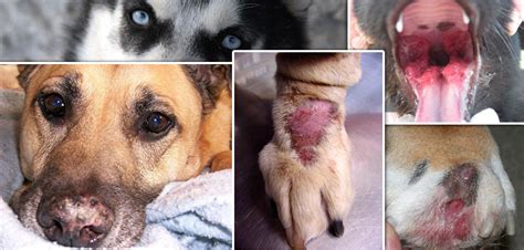 Autoimmune diseases are a case of mistaken identity in which the body's immune system, which ordinarily the disease can have many different symptoms depending on the particular area of the nervous system. Autoimmune Diseases in Pets: Causes, Symptoms and ...