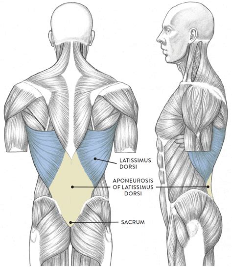 Even though the bottom trapezoid can be envisioned helpfully, actually. Muscles of the Neck and Torso - Classic Human Anatomy in ...