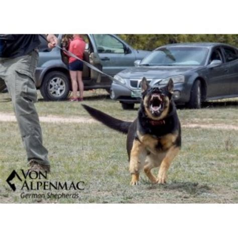 German shepherds czech and west german lines please take the time to read the post before calling me. Von Alpenmac German Shepherds, German Shepherd Dog Breeder ...