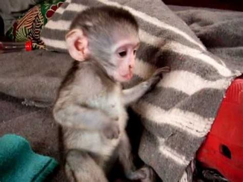 Buy male capuchin monkey online. Capuchins Monkey For Sale in Arkansas (44) | Petzlover