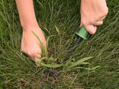 A pest is not just a word that's used to describe an annoyance; Lawn Care Tips | Do It Yourself Tips and Advice