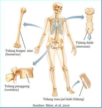 Tulang rusuk contoh dari tulang. 4 Macam Tulang Manusia berdasarkan Bentuk dan Ukurannya ...