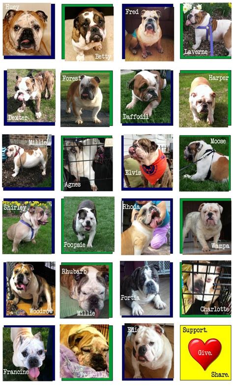 Finding an english bulldog rescue can be as simple as searching the internet. Online Home of Chicago English Bulldog Rescue | Bulldog ...