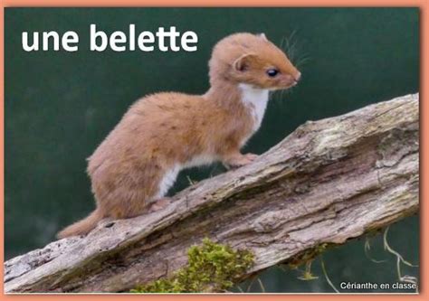 CLASSIFICATION DES ANIMAUX AU CE1 – Cérianthe en classe