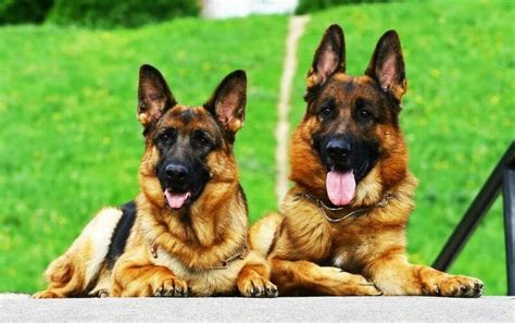 I have to come clean—i love pet rats. Male Dogs versus Female Dogs - Which Gender Is Right For ...