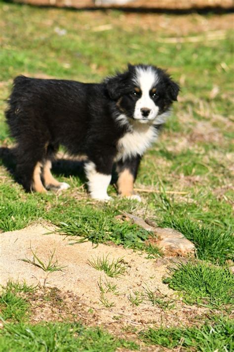 We strive to produce healthy puppies from quality dogs, and they always receive the best of care. Australian Shepherd Puppies For Sale | Dunlap, TN #322846