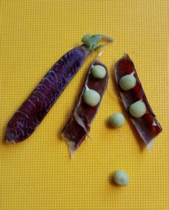 The purple podded peas came from a type of legume called the hypoallergenic lentil. Purple Podded Peas - Crazy for Gardening