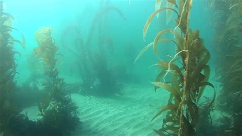 We did not find results for: Surrounding Community - Crystal Cove State Park