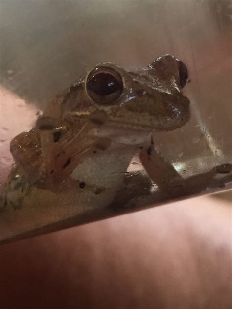 Id yes 1bestarinet untuk daftar masuk tunggal yang diberi oleh pentadbir frog vle sekolah akan membolehkan anda mengakses persekitaran pembelajaran Cuban tree frog id