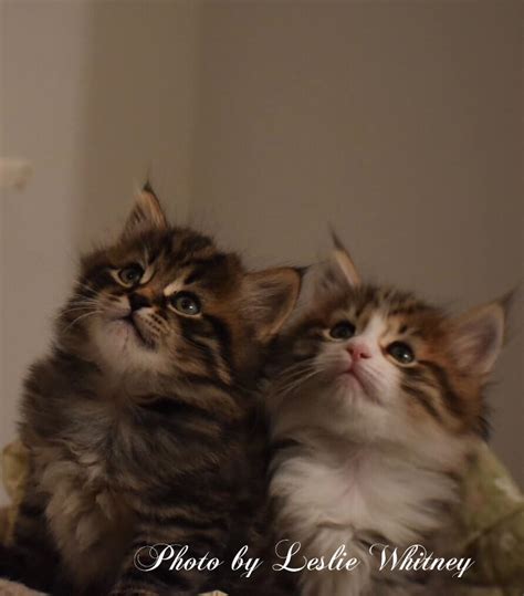 The adoption fee from siberian cat rescue group is $175.00, plus a $2.00 per day boarding fee beyond your adoption date. Massachusetts, Siberian Cats & Kittens, Siberian cat ...