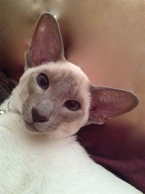 The next popular is blue point, a slate gray as seen below. Modern siamese cat- Lilac point- Puccini Van Brukel Tap ...