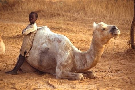 The worship of baal represents a falling away from true worship and the cult of baal came. Boy and his Camel, near Madougou, Dogon Country, Mali ...