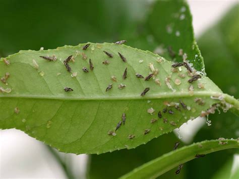 Healthy, vigorous plants are less susceptible to infestation than weak, underpotted, and stressed plants. Asian Citrus Psyllid and Huanglongbing in California