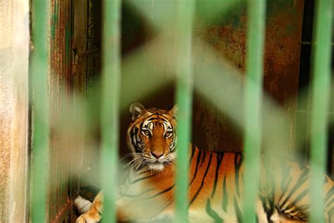 Take Action to Help Animals in Roadside Zoos | PETA
