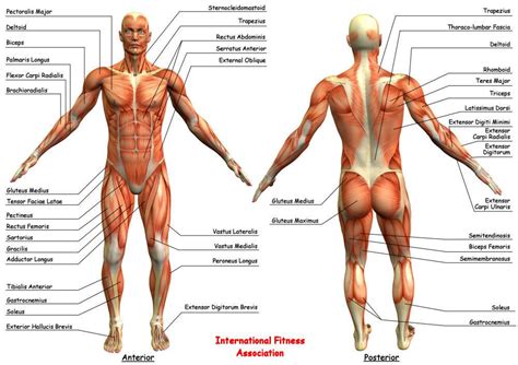 Female muscle chart finally, a muscle chart for the woman's body with major muscle groups clearly defined. IFA Anatomy Chart