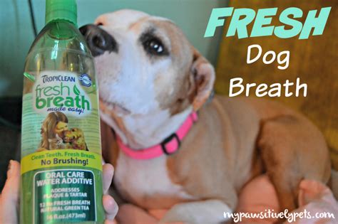 Jul 08, 2021 · how to get rid of stinky dog breath causes of bad dog breath. Fresh Dog Breath Is Easy #SmoochUrPooch | Pawsitively Pets