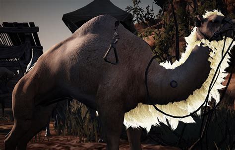 The elephant mount in black desert online is called a miniature elephant. BDO Fashion | Camel Heavy (Black Desert Online)