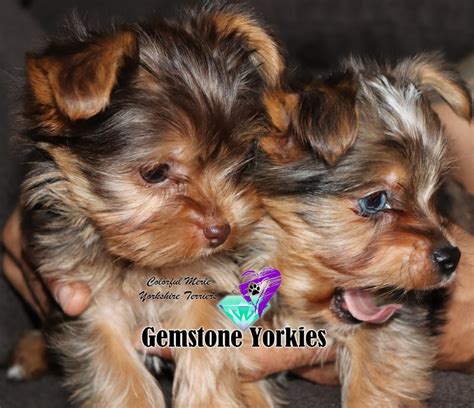 The variety of colors ranges from parti yorkie to chocolate parti yorkie to sable parti yorkie and one very unique parti boy who has more black hair than white. About Chocolate and Parti Colored Coat Yorkshire Terriers ...