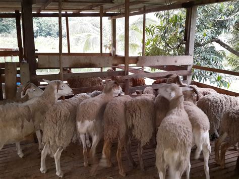 Setiap baka kambing mempunyai kelebihan dan juga kelemahannya, samaada ianya jamnapari, boer, saanen, katjang mahupun biri biri. Perniagaan biri-biri terlaris di Malaysia.: Penternakan ...