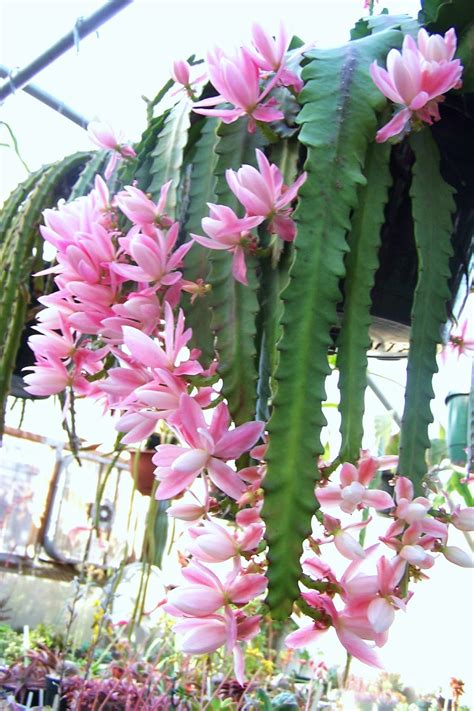 I have mockup in pink and green, works well on a gray wall too. Oregon Cactus Blog: April 2014