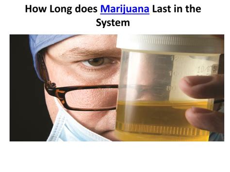 How long is weed in your urine? PPT - How long does marijuana last in the system ...