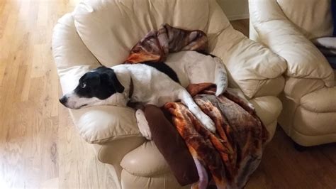 These mixes make fantastic family pets and come in a coat color that often mimics the black and white and markings of the border collie, but in a shorter length like a greyhound. Short-Haired Border Collie | Short haired border collie ...