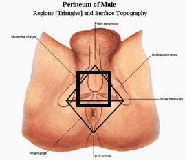 A healthy human prostate is slightly larger than a walnut. Perineum massage for him. Perineum massage for him.