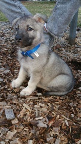 We are located about 40 miles south of kansas city, mo just outside of a small town known as drexel. Akc Sable male German Shepherd puppy for Sale in ...