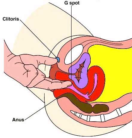 Namun g spot ini memang titik yang jarang diketahui bahkan bagi wanita sendiri. G-spot - Daerah nikmat wanita