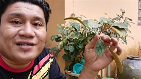 Sebelum meneliti dengan lebih lanjut berkenaan punca kencing tak lawas, adalah lebih baik sekiranya kita memahami dengan lebih baik berkenaan sistem urinari terlebih dahulu. Petua rawat kencing tak lawas - YouTube