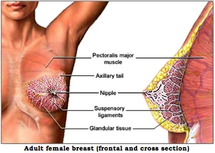 The first symptom of breast cancer that most women notice is a lump or an area of thickened tissue in their breast. Breast Cancer—The Number Two Killer - Sexual Health Site