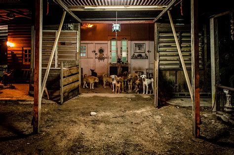 Hope veterinary clinic pa ⭐ , united states of america, texas, potter county: Hounds of Hope by Julie McGuire, photographs of rescued ...