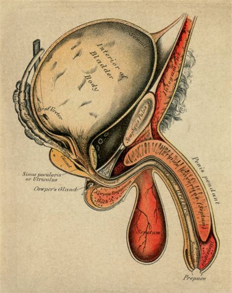 This diagram depicts male human anatomy diagram. Royalty Free Scrotum Clip Art, Vector Images ...