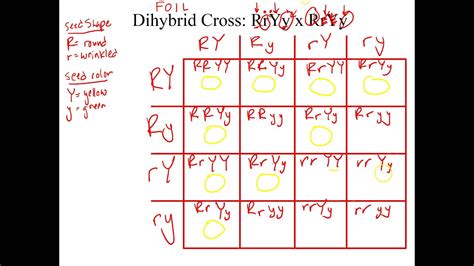 Each trait still only has two possible genes, so the dihybrid punnett square will be a grid with four rows and four columns and sixteen possible outcomes. How To Do A Dihybrid Cross - sharedoc