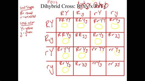 For example, considery for yellow colour seed and y for green color seed, r for round shaped seeds and r for wrinkled seed shape. How To Do A Dihybrid Cross - sharedoc